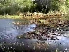 Dark Everglades swamp mud